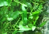 Justikanz's vivarium plants - crypt wendtii 'green'