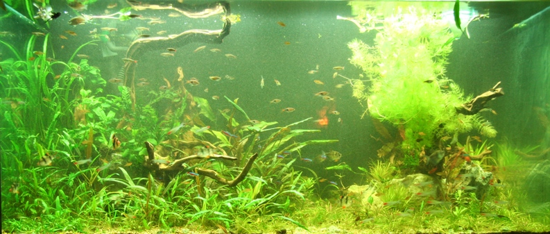 Justikanz's 4ft tank scape (Jun 06)