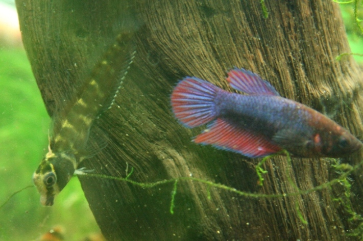 Freshwater Blenny