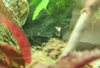 Freshwater Blenny