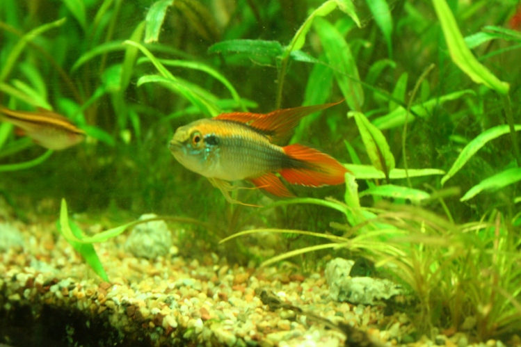 Apistogramma agassizi