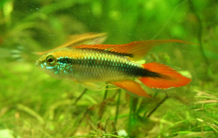 Apistogramma agassizi