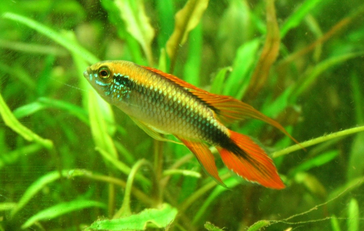 Apistogramma agassizi