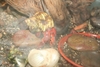 Justikanz's hermit crabs