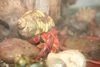 Justikanz's hermit crabs