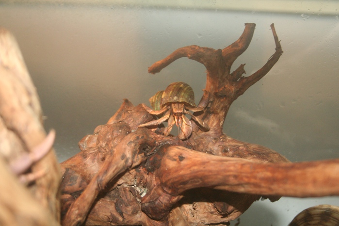 Justikanz's hermit crabs