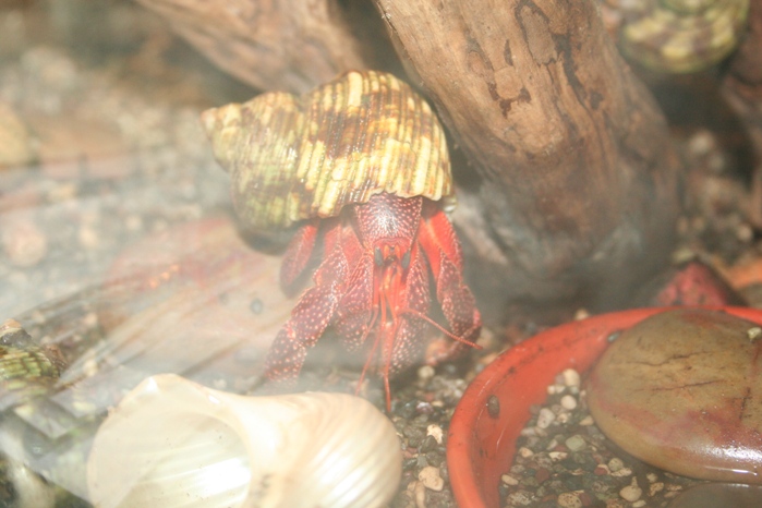 Justikanz's hermit crabs