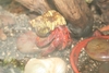 Justikanz's hermit crabs