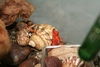 Justikanz's hermit crabs