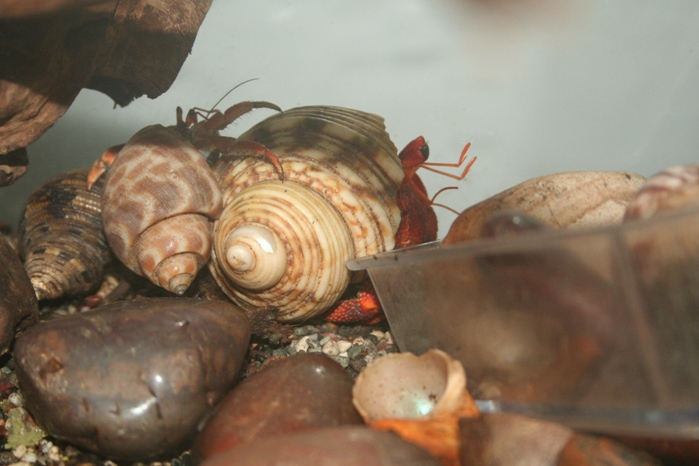 Justikanz's hermit crabs