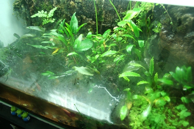 Justikanz's Vivarium