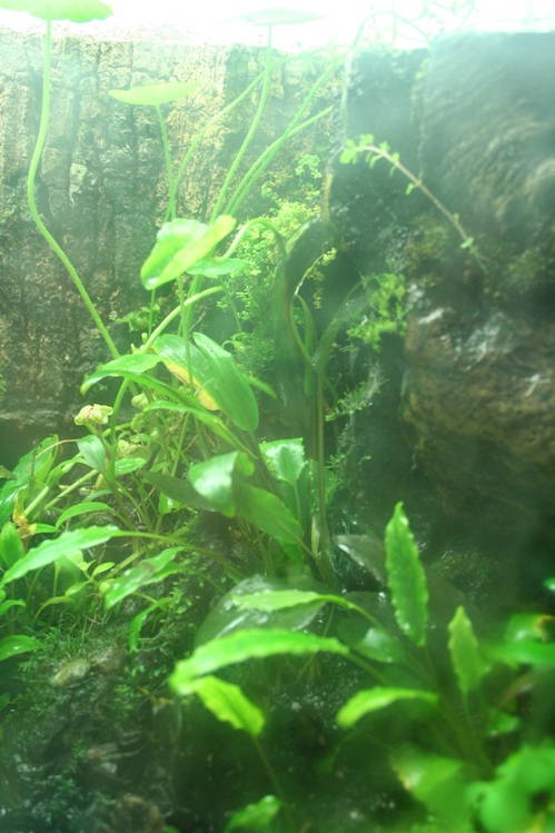 Justikanz's vivarium