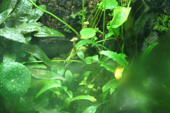 Justikanz's vivarium