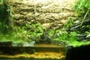 Justikanz's second vivarium