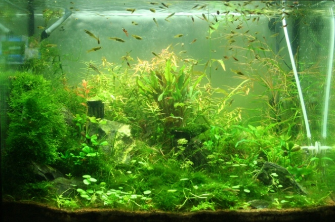 Justikanz's 2ft endler tank