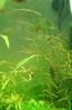 Justikanz's 2ft endler tank