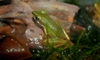 Copper Cheek Frog