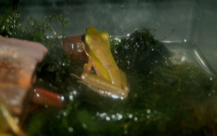 Copper Cheek Frog