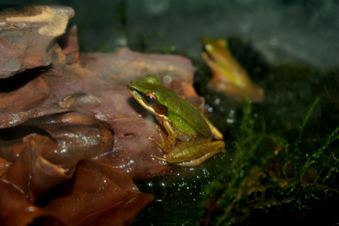 Copper Cheek Frog