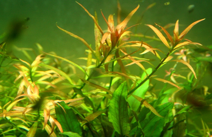 Ludwigia brevipes