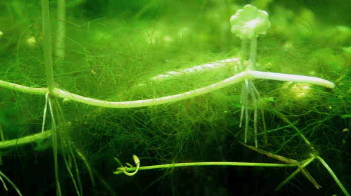 Matted hair algae