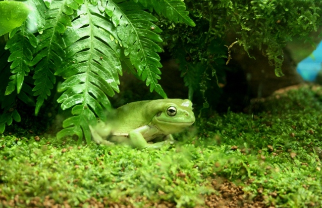 White's Tree Frog