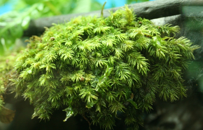 https://www.aquaticquotient.com/forum/showthread.php/25486-Terrestrial-fissidens-moss-)