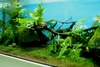 White's Tree Frog tank @ Eco Culture