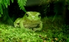 White's Tree Frog