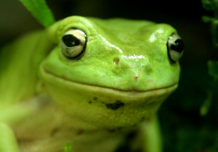 White's Tree Frog