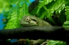 White's Tree Frog