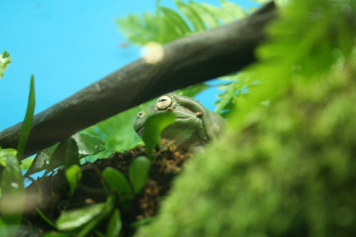 White's Tree Frog