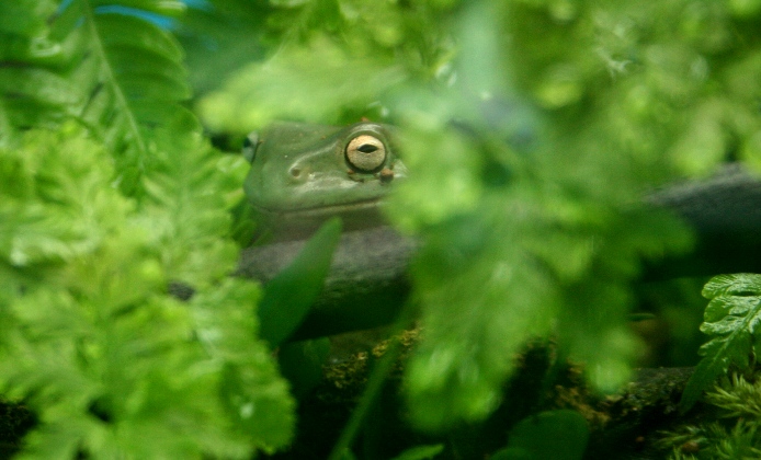 White's Tree Frog