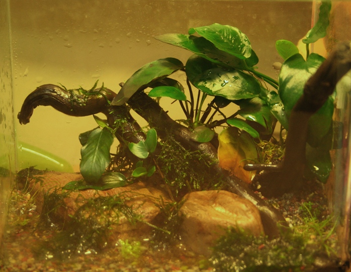 Justikanz's 18cm vivarium