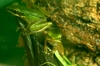 Copper Cheek Frog