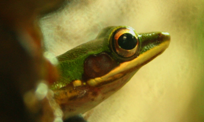 Copper Cheek Frog