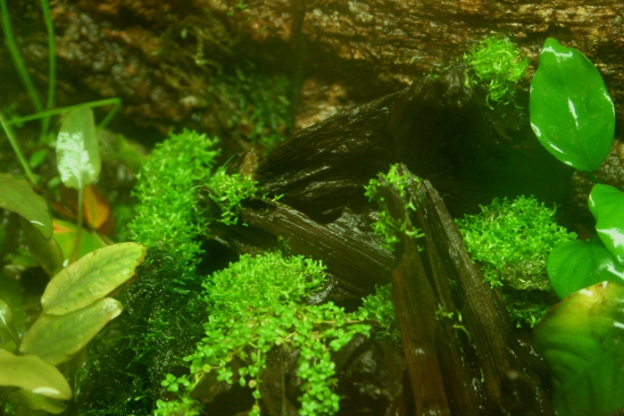 Justikanz's second vivarium
