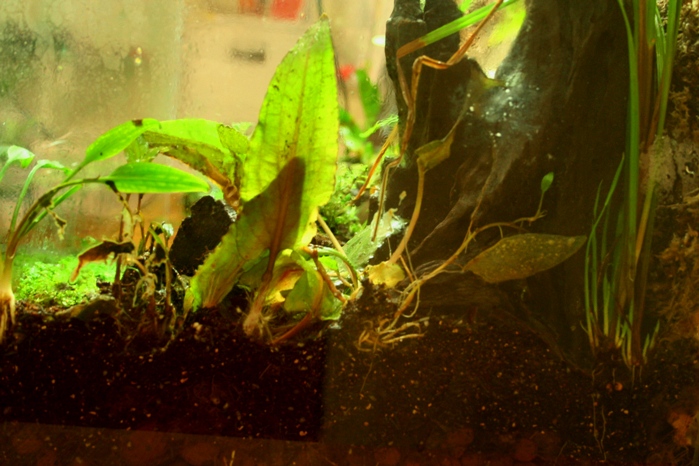 Justikanz's second vivarium