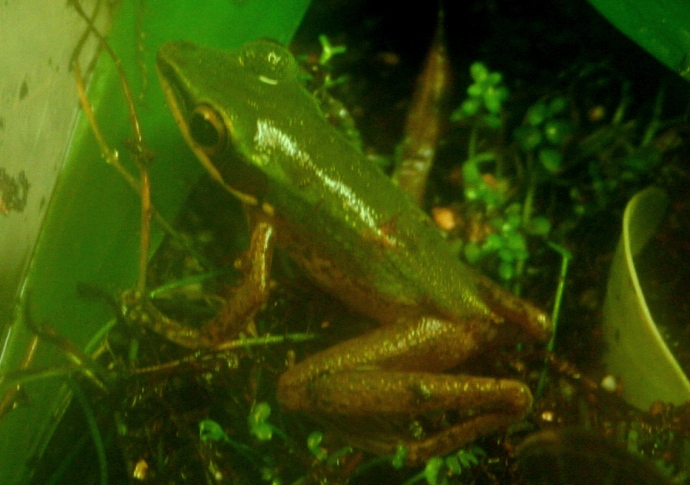 Copper Cheek Frog