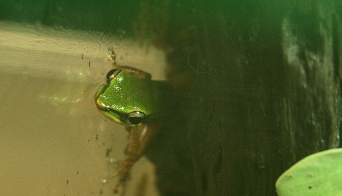 Copper Cheek Frog