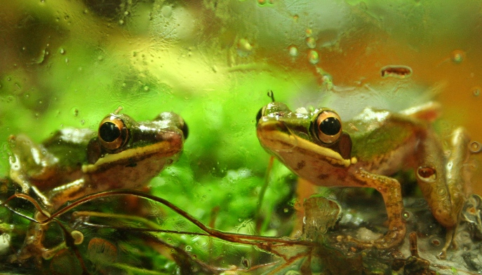 Copper Cheek Frog