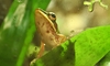 Copper Cheek Frog