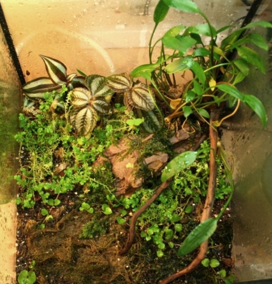 Justikanz's 9" terrarium