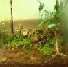 Justikanz's 9" terrarium