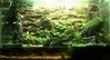 Justikanz's 2ft Vivarium