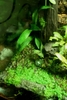 Justikanz's 2ft Vivarium