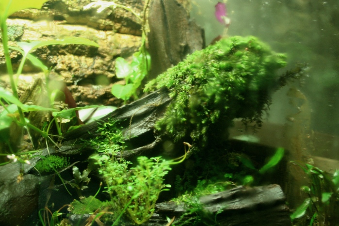 Justikanz's 2ft Vivarium