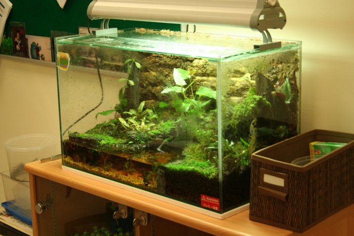 Justikanz's 2ft Vivarium