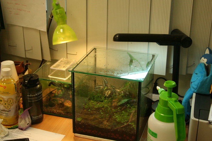 Justikanz's 9" terrarium