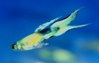 Aquarama 07 - winning guppy